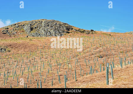 Neu gepflanzten Bäumen, Haweswater, Cumbria Stockfoto