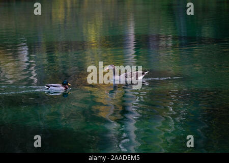 Am 18. November 2019, Parc de la Tête d'Or, Lyon, Auvergne-Rh ône-Alpes, Frankreich. Eine Gans und Ente Gesicht auf dem See des Parks zu Gesicht Stockfoto