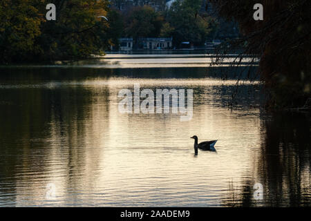 Am 18. November 2019, Parc de la Tête d'Or, Lyon, Auvergne-Rh ône-Alpes, Frankreich. Eine Gans gegen das Licht am Ende des Tages auf dem Park See Stockfoto