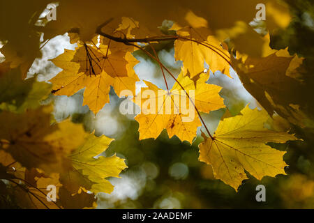 Am 18. November 2019, Parc de la Tête d'Or, Lyon, Auvergne-Rh ône-Alpes, Frankreich. Gelbe Blätter in einem Baum von der Sonne beleuchtet Stockfoto