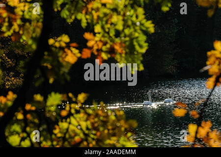 Am 18. November 2019, Parc de la Tête d'Or, Lyon, Auvergne-Rh ône-Alpes, Frankreich. Zwei Schwäne auf dem Wasser, die durch die gelben Blätter einer Eiche Stockfoto