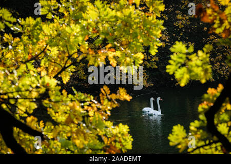 Am 18. November 2019, Parc de la Tête d'Or, Lyon, Auvergne-Rh ône-Alpes, Frankreich. Zwei Schwäne auf dem Wasser, die durch die gelben Blätter einer Eiche Stockfoto