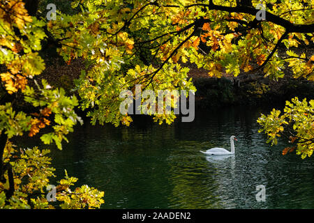 Am 18. November 2019, Parc de la Tête d'Or, Lyon, Auvergne-Rh ône-Alpes, Frankreich. Schwan auf dem Wasser, die durch die gelben Blätter einer Eiche Stockfoto