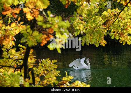 Am 18. November 2019, Parc de la Tête d'Or, Lyon, Auvergne-Rh ône-Alpes, Frankreich. Stockfoto