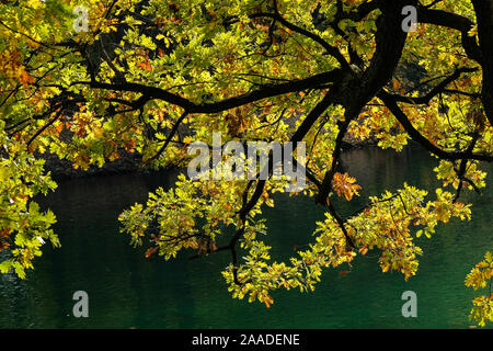 Am 18. November 2019, Parc de la Tête d'Or, Lyon, Auvergne-Rh ône-Alpes, Frankreich. Eiche Zweige mit gelben Blätter über dem See von der Sonne beleuchtet Stockfoto