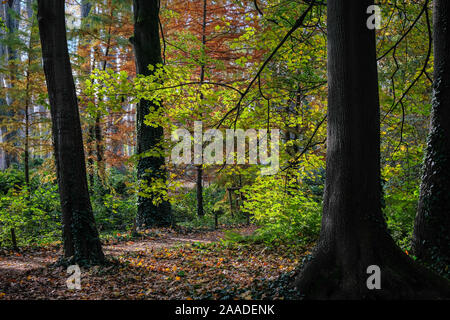 Am 18. November 2019, Parc de la Tête d'Or, Lyon, Auvergne-Rh ône-Alpes, Frankreich. Im Unterholz des Park im Herbst Stockfoto