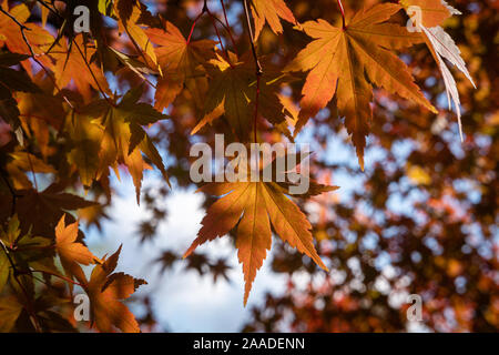 Am 18. November 2019, Parc de la Tête d'Or, Lyon, Auvergne-Rh ône-Alpes, Frankreich. Ahornblätter Stockfoto