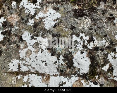 Bunte Flechten auf einem Felsen Oberfläche Stockfoto