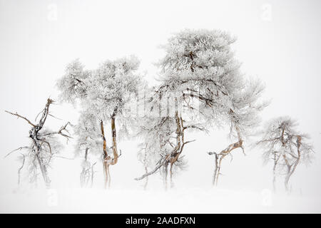 Bäume in Hautes Fagnes Naturpark im Winter nach Schneefall. Diesem Bereich - Noir Flohay wurde vor ein paar Jahren verbrannt und einige Bäume sind noch geschwärzt, Hautes Fagnes, Belgischen Ardennen, Belgien, Februar 2015. Stockfoto