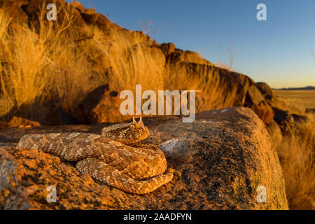 Horned adder (Bitis caudalis) in seiner Umgebung getarnt, Namib Naukluft National Park, Namibia Juni Stockfoto