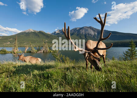 Rocky Mountain Elk (Cervus elaphus nelsoni) Stiere entlang Talbot Lake, Jasper National Park, Alberta, Kanada, August Stockfoto