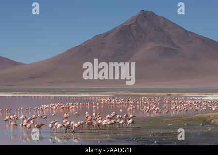 Puna/James Flamingo (Phoenicoparrus jamesi) Herde auf Laguna Colorado, Reserva Eduardo Avaroa, Altiplano, Bolivien Stockfoto