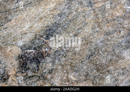 Alpensteinbock (Capra ibex) männlichen Erwachsenen auf der Suche nach Unterschlupf bei starkem Schneefall, Nationalpark Gran Paradiso, Alpen, Italien. Januar. Finalist in der Tiere in ihrer Umgebung Kategorie der Naturfotograf des Jahres (WPOY) Awards 2017. Hoch gelobt in der mimikry Kategorie des Asferico Fotowettbewerb 2017. Stockfoto