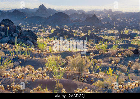 Wüste environ mit Cholla Kakteen (Cylindropuntia) El Pinacate und Gran Desierto de Altar Biosphärenreservat. Pinacate Lavastrom, in der Nähe der Wand entlang der US-mexikanischen Grenze durch die Sonora Wüste in Arizona und Mexiko. Mexiko. Januar 2009. Stockfoto