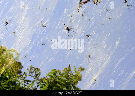 Golden orb Spinnen (Nephila sp) am Ufer des Sees Er Hai. Dali, Yunnan, China. Stockfoto