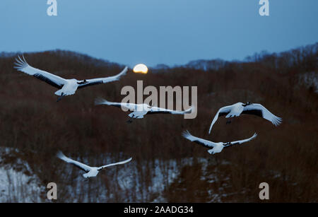 Rot - gekrönte Kraniche (Grus japonicus) fliegen in der Dämmerung, Hokkaido, Japan, Februar. Stockfoto