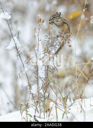 Mindestens Streifenhörnchen (Tamias minimus) Fütterung auf Samen, Grand Teton National Park, Wyoming, USA. Stockfoto