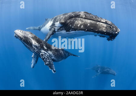 Buckelwale (Megaptera novaeangliae) Männliche Kälber entspannen mit seiner Mutter und einer Eskorte Wal in den Hintergrund. Vava'u, Tonga, Südsee. Stockfoto