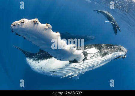 Buckelwale (Megaptera novaeangliae) erwachsenen weiblichen im Vordergrund, mit ihren männlichen Kalb und ihre Escort hinter ihr. Vava'u, Tonga, Südsee. Stockfoto