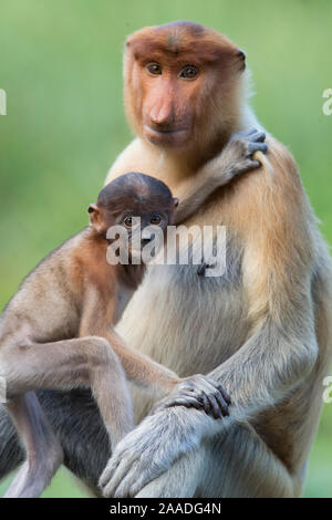 Proboscis Affen (Nasalis larvatus) Mutter und infantSabah, Malaysia Stockfoto