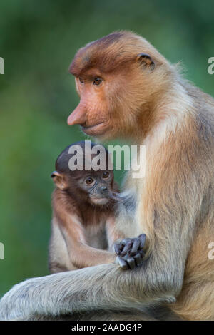 Proboscis Affen (Nasalis larvatus) Mutter gestillten Säugling, Sabah, Malaysia. Stockfoto