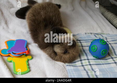 Seeotter (Enhydra lutris) verwaisten Welpen im Alter von 3 Wochen, mit Spielzeug spielen, Alaska Sea Life Center, Seward, Alaska, USA. Stockfoto