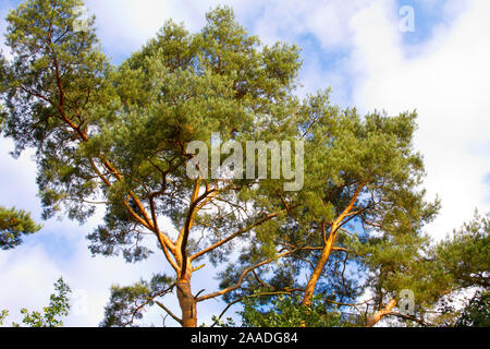 Waldkiefer, Picea abies, Gattung Kiefern (Pinus), Familie Kieferngewächse (Pinaceae). Stockfoto