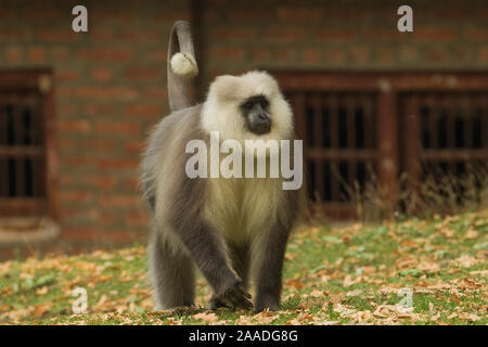 Kaschmir Grau Langur/Chamba Heilige Langur (Semnopithecus ajax) außerhalb von Gebäude, Dachigam Nationalpark, Kaschmir, Indien. Stockfoto