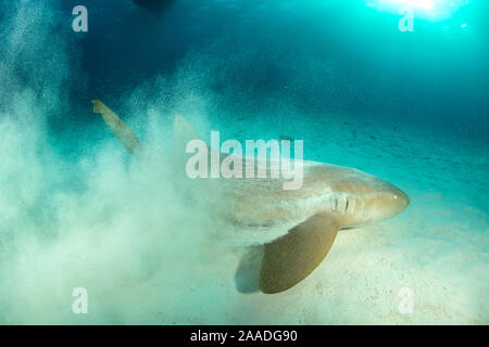 Ammenhai (Ginglymostoma cirratum) wirft Sand als es in den sandigen Meeresboden jagt, South Bimini, Bahamas. Die Bahamas nationalen Shark Sanctuary, West Atlantik. Stockfoto