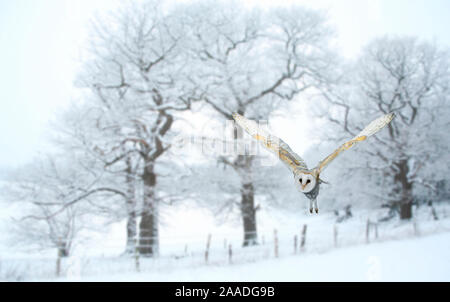 Schleiereule (Tyto alba) fliegen im Schnee Landschaft, Surrey, England, UK, Januar abgedeckt. Digital Composite. Stockfoto