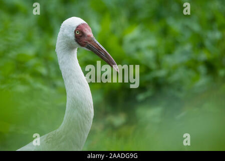 Sibirischen Kranich (Grus leucogeranus) kritisch bedrohte, Captive Stockfoto