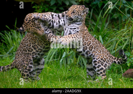 Jaguar (Panthera onca) Männliche und weibliche vier Monate alten Jungen spielen, beheimatet in Süd- und Mittelamerika, Captive Stockfoto