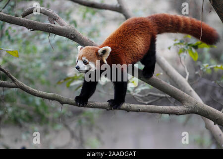 Kleiner Panda (Ailurus fulgens) unverlierbaren, tritt in Chinua. Stockfoto