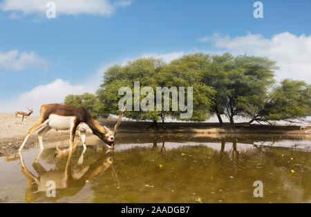 Hirschziegenantilope (Antilope cervicapra), Weitwinkel Boden Perspektive der männlichen trinken. Tal Chhapar Wildlife Sanctuary, Rajasthan, Indien. Kamera trap Bild Stockfoto