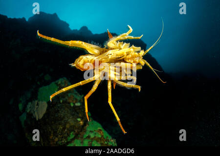 Süßwasser Isopoden, Höhlenflohkrebs Gammarus (Acanthogammarus Victorii) schwimmen, Baikalsee, Sibirien, Russland Stockfoto