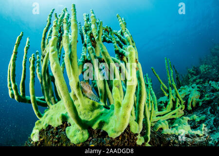 Junge Stein sculpin (Paracottus knerii), auf endemische Schwamm (Lubomirskia baicalensis), Baikalsee, Sibirien, Russland. Stockfoto