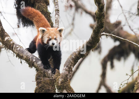 Redpanda (Ailurus fulgens) entlang Niederlassung des Baums in der typischen cloud Lebensraum Wald von singalila National Park, West Bengal, Indien. Stockfoto