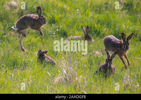 Feldhase (Lepus europaeus), Bayern, Deutschland. April. Stockfoto