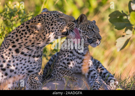 Leopard (Panthera pardus) weibliche Grooming cub Alter 6 Monate Little Kwara, Botswana Juni Stockfoto