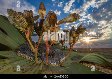 Kegel eines weiblichen Welwitschia Pflanzen (Welwitschia Mirabilis) Swakopmund, Wüste Namib, Namibia. Sie gehören zu den ältesten Organismen auf dem Planeten: Einige Einzelpersonen konnten mehr als 2000 Jahre alt sein. Gewinner von Pflanzen und Pilzen Kategorie der Naturfotograf des Jahres 2018. Stockfoto