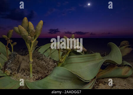 Kegel eines weiblichen Welwitschia Pflanzen (Welwitschia Mirabilis) Nachts, Swakopmund, Namib Wüste, NamibiaThey gehören zu den ältesten Organismen auf dem Planeten: Einige Einzelpersonen konnten mehr als 2000 Jahre alt sein. Stockfoto