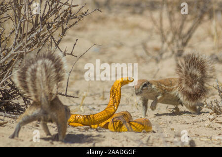 Kap Eichhörnchen (Xerus inauris) Mobbing ein Cape cobra (Naja Nivea), die zu nahe an ihren Bau in der Kalahari Wüste, Südafrika gekommen war. Stockfoto