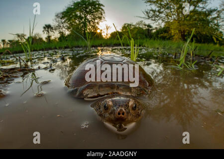 East African Black Mud turtle (Pelusios subniger) in den saisonalen Teich. Gorongosa National Park, Mosambik. Zugeschnittenes Bild Stockfoto