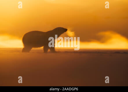 Eisbär (Ursus maritimus) im Winter, Svalbard, Norwegen, März. Stockfoto