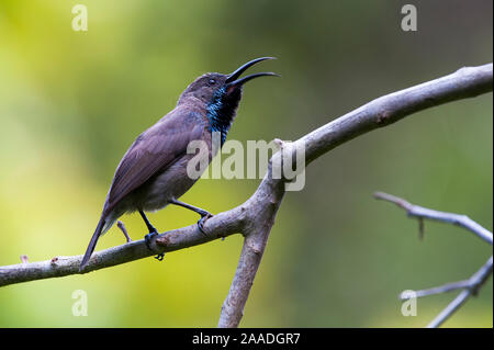 Seychellen Sunbird (Cinnyris dussumieri), erwachsenen männlichen Gesang, Praslin Island, Republik Seychellen Stockfoto