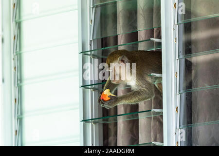 Krabben essen Makaken (Macaca fascicularis) stehlen Essen von Tourist Bungalow durch Klettern durch das Fenster, Bako National Park. Von Sarawak. Borneo. Malaysia. Stockfoto