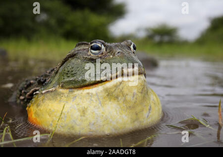 Afrikanische Riese bullfrog (Pyxicephalus adspersus) männliche Berufung, Central Kalahari Game Reserve. Botswana. Stockfoto