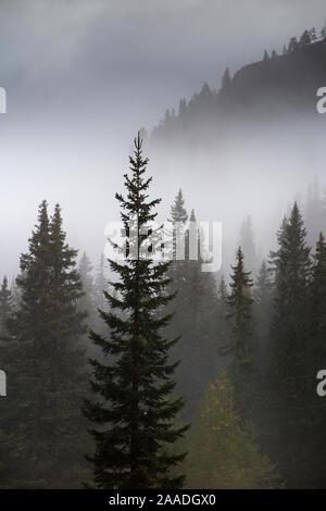 Nadelbäume in Nebel in Alpe de Lerosa, Dolomiten, Provinz Belluno, Venetien, Italien, September 2015. Stockfoto