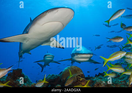 Karibische Riffhaie (Carcharhinus perezi) Schwimmen durch die Mitte einer Schule des Yellowtail Snapper (Ocyurus chrysurus). Grand Bahama, Bahamas. Tropische West Atlantik. Stockfoto