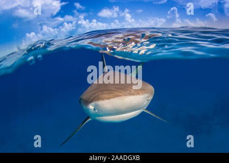 Ein karibischer Riffhai (Carcharhinus perezi) knapp unter der Oberfläche. Auf 2 Ebenen mit blauen Himmel und Wolken. Long Island, Bahamas. Bahamas Meer, tropische West Atlantik. Stockfoto